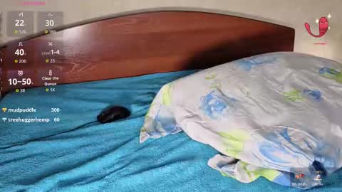 Arti online show from December 18, 8:53 am