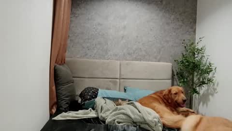 ts_danielahugecock_xxx online show from December 22, 10:22 am