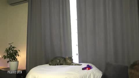 vladdicheck online show from October 14, 11:24 am