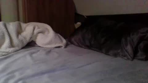 Snapshot of willobey chatting on February 9, 3:56 pm papa bear online show from February 9, 3:56 pm